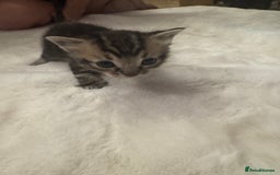 Ragdoll cats for sale: Half ragdoll stunningly marked kittens  - Image 33