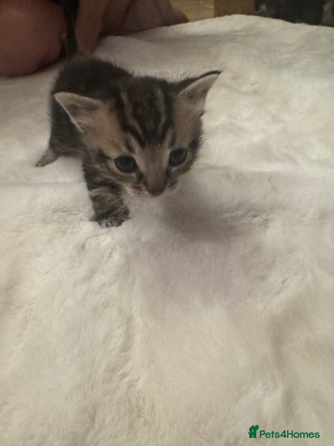 Ragdoll cats for sale: Half ragdoll stunningly marked kittens  - Image 33