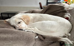 Mixed Breed dogs for adoption: Roo (Spaniel/Setter mix) - Image 7