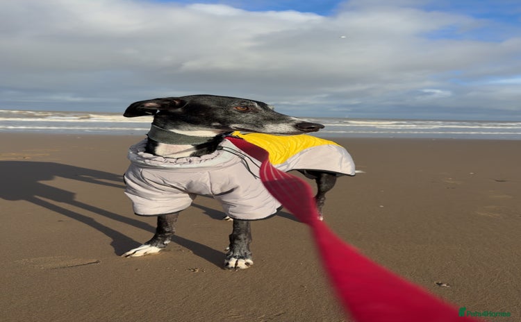Greyhound dogs - Advert 13