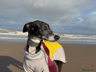 Greyhound dogs - Advert 1