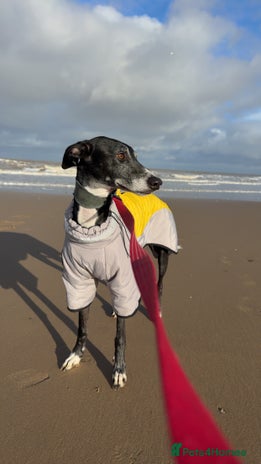 Greyhound dogs - Advert 1