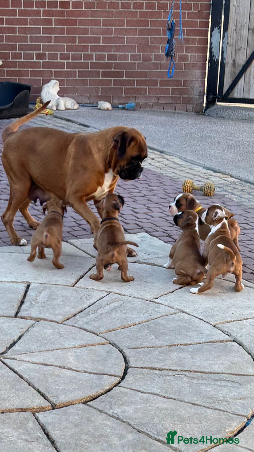 Boxer dogs for sale: Boxer pups  - Image 14