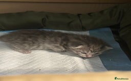 British Shorthair cats for sale: BEAUTIFUL BRITISH SHORT HAIR CROSS KITTENS - Image 3