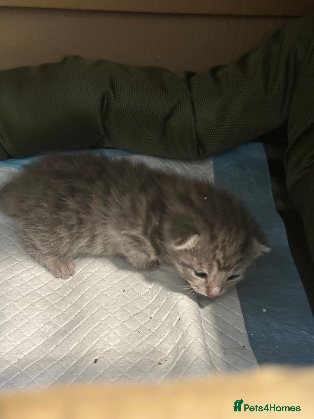 British Shorthair cats for sale: BEAUTIFUL BRITISH SHORT HAIR CROSS KITTENS - Image 3
