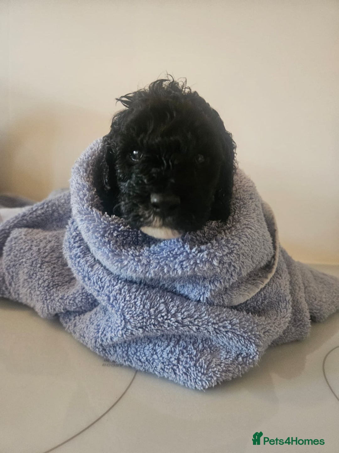 Schnoodle dogs for sale: Schnoodle Puppies - Advert 2