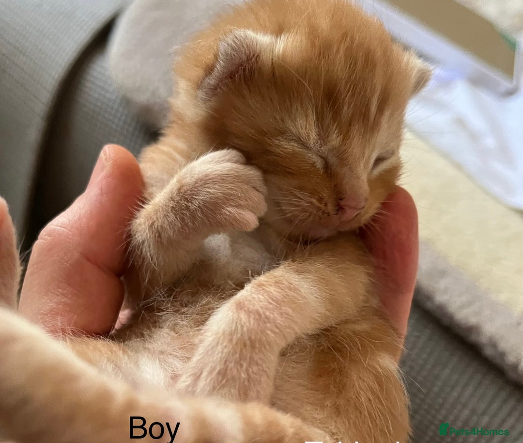 Mixed Breed cats for sale: Beautiful kittens - Image 1