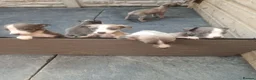 Whippet dogs for sale: Whippet pups  - Advert 10