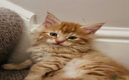 Maine Coon cats for sale: Beautiful Maine Coon x fur babies  - Image 10