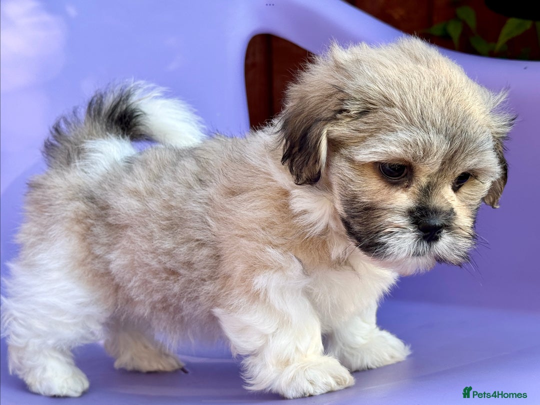 Mixed Breed dogs for sale: Beautiful Coton de Tulear x Shih Tzu puppies - Image 7