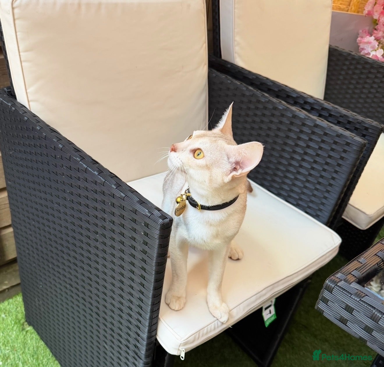 Abyssinian cats for stud: 🏆🏵️🏵️🏵️🥇Exceptional Abyssinian Stud - Advert 2