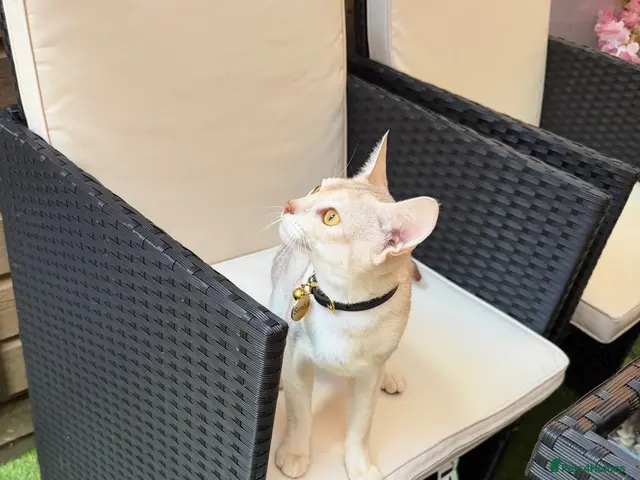 Abyssinian cats for stud: 🏆🏵️🏵️🏵️🥇Exceptional Abyssinian Stud - Advert 2