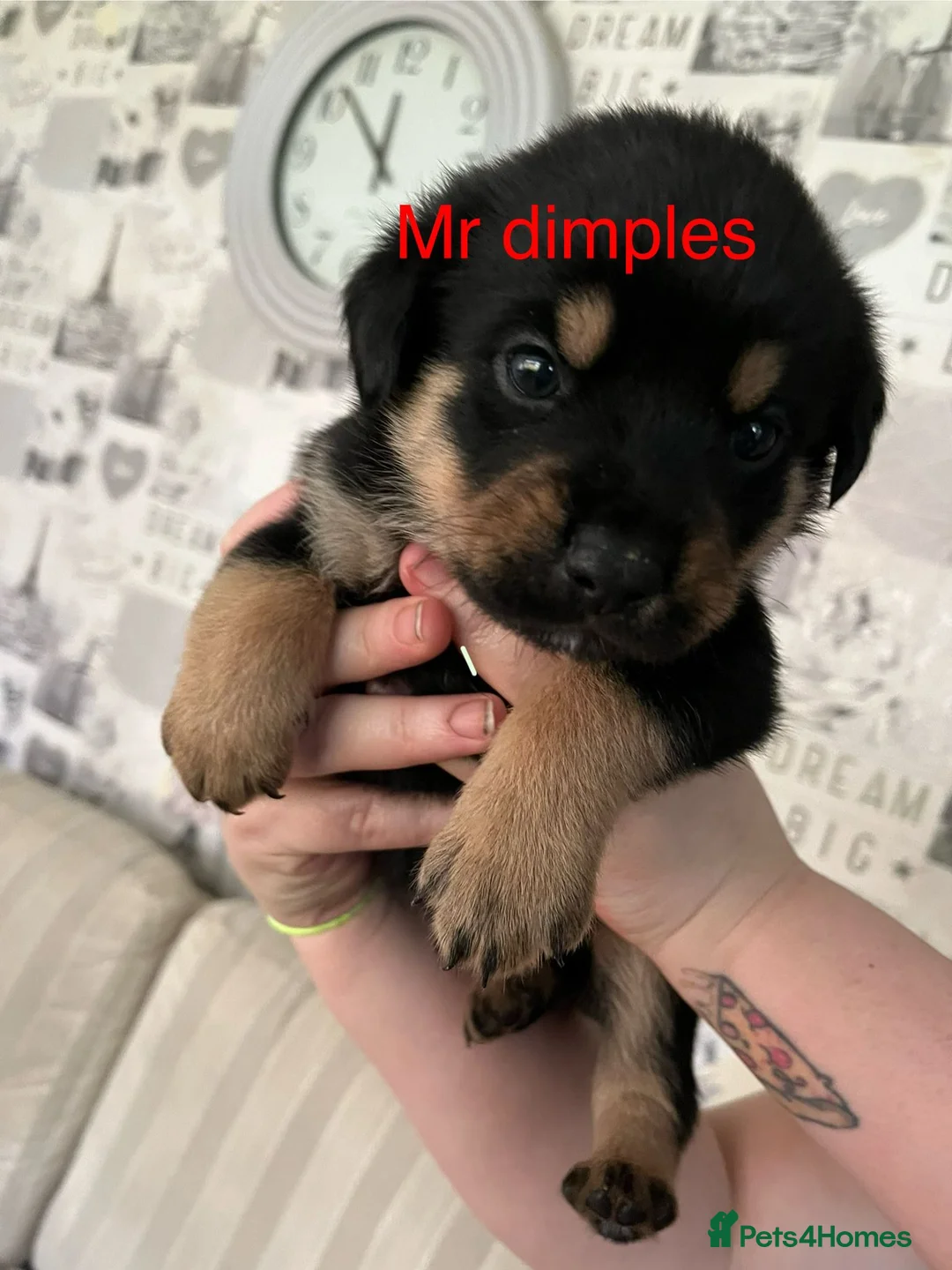 Mixed Breed dogs for sale: Rottweiler puppies  - Advert 5