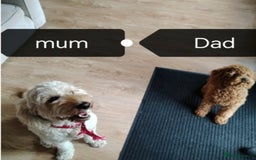 Cockapoo dogs for sale: Cockapoo female puppy  - Image 18