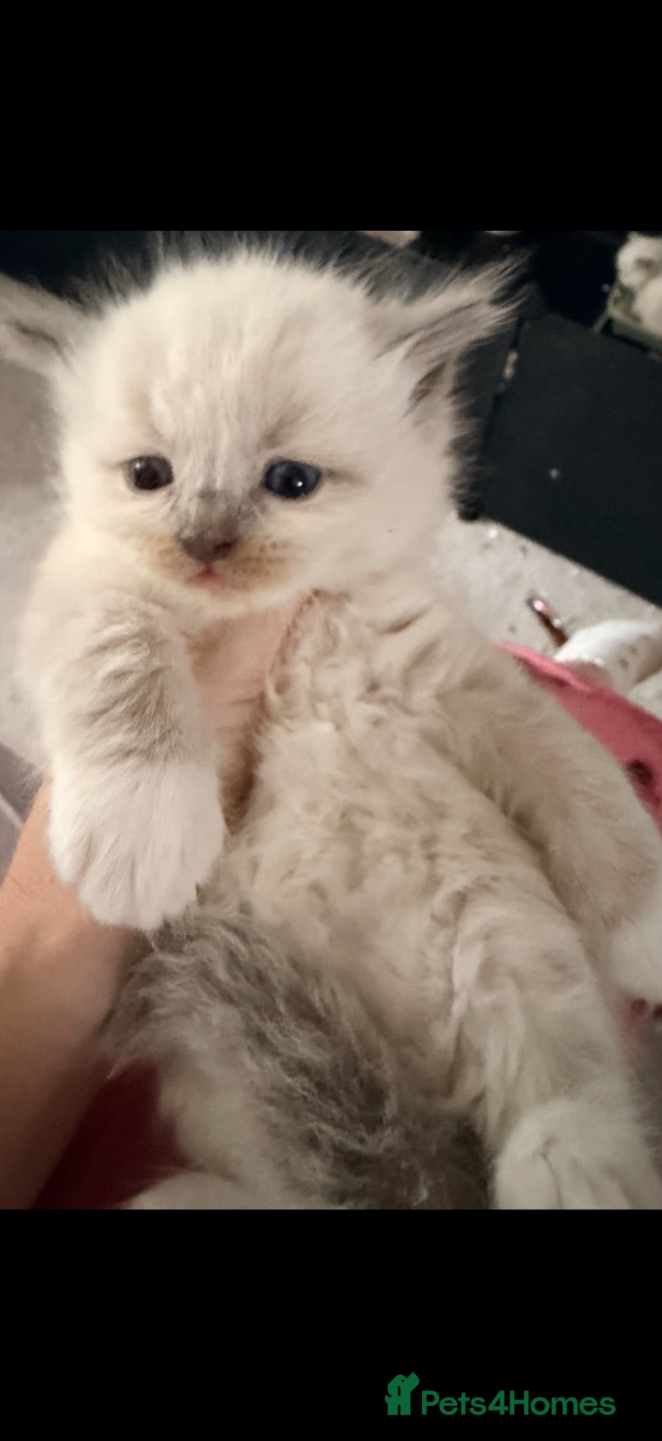 Ragdoll cats 2 tica reg ragdolls  - Advert 18