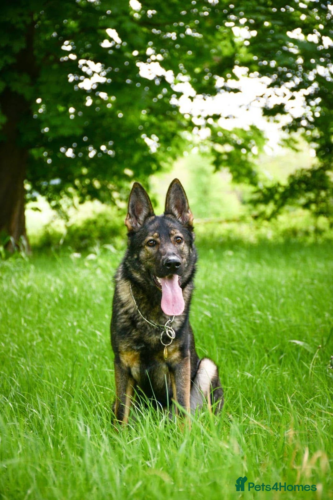 German Shepherd dogs for sale: Stunning German Shepard Litter On Their Way - Image 15