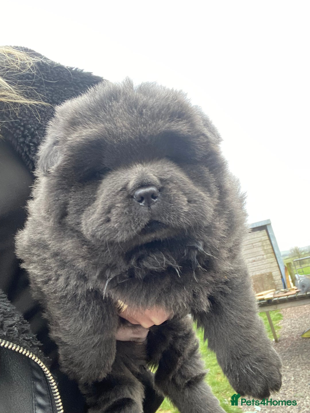 Chow Chow dogs for sale: Stunning Chow chow pups ready for new homes  - Advert 15