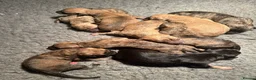 Lurcher dogs for sale: Lurcher puppies in Grange-over-Sands - Advert 5