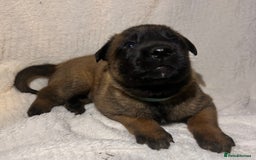 Belgian Shepherd Dog dogs for sale: Belgian malinois puppies  - Image 2