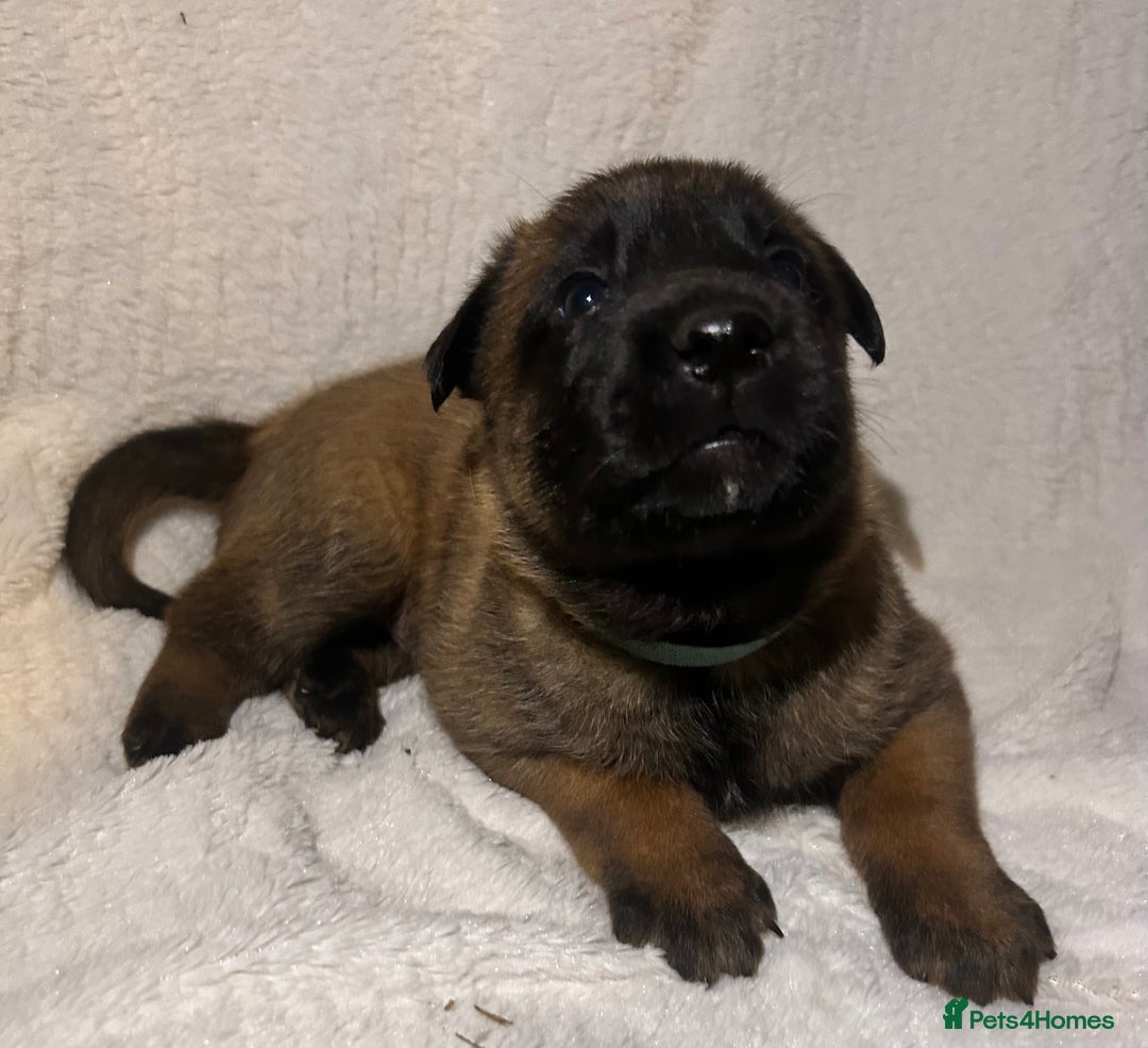 Belgian Shepherd Dog dogs for sale: Belgian malinois puppies  - Image 2