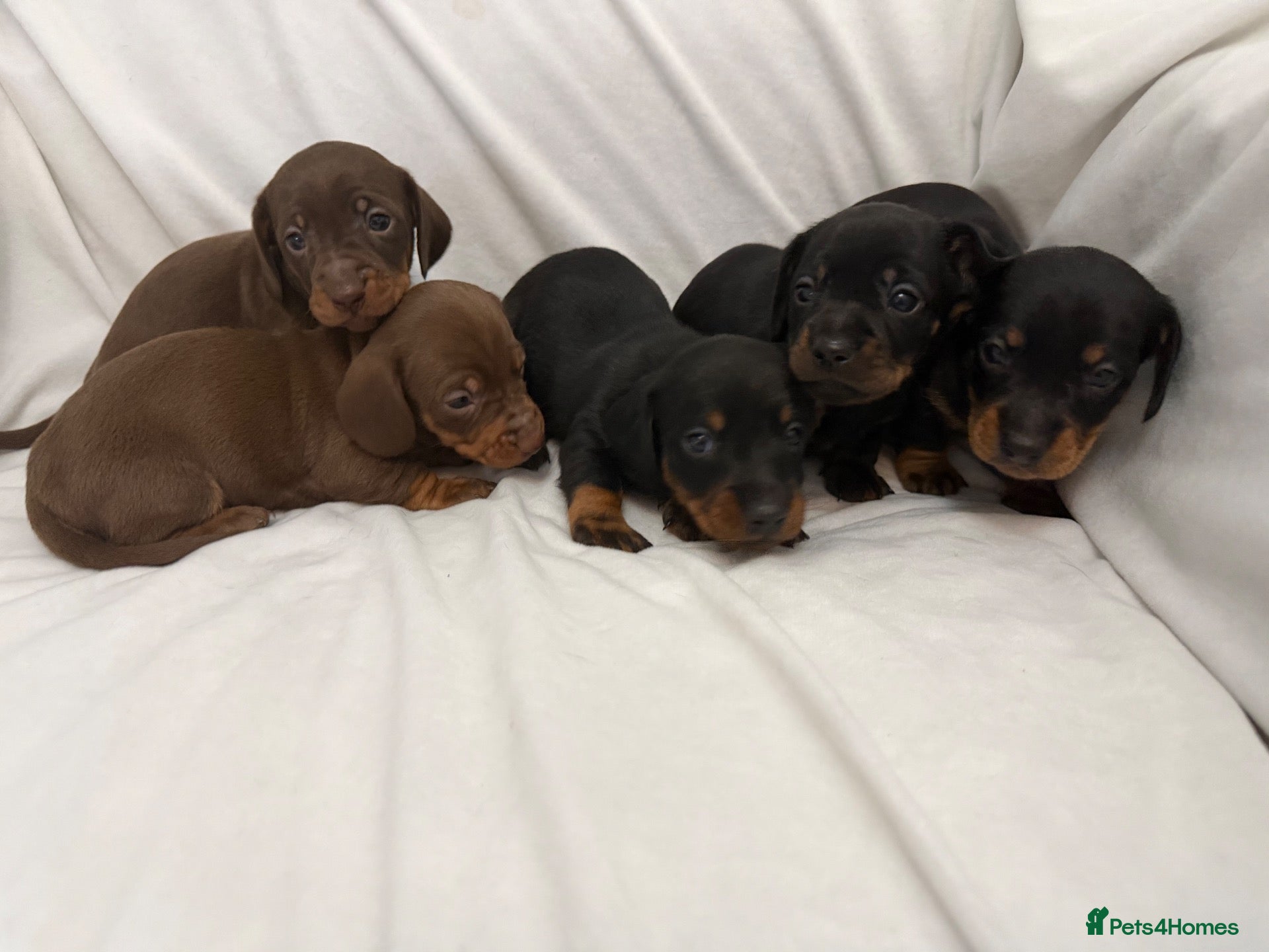 Dachshund dogs Beautiful 5 dachshunds for sale 3 boys 2 girls - Advert 1