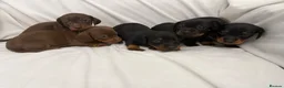 Dachshund dogs for sale: Beautiful 5 dachshunds for sale 3 boys 2 girls - Advert 1