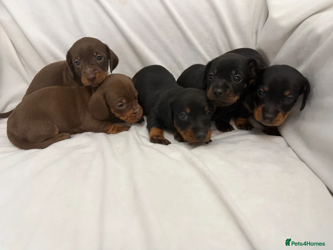 Dachshund dogs for sale: Beautiful 5 dachshunds for sale 3 boys 2 girls - Advert 1