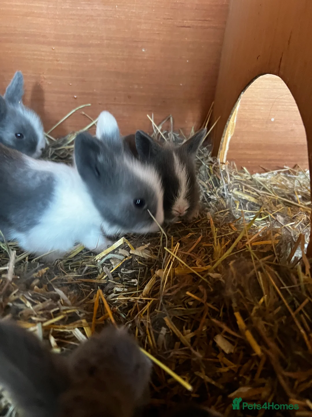 Lionhead rabbits for sale: Bouncing double lion head bunnies 🐰  - Advert 5