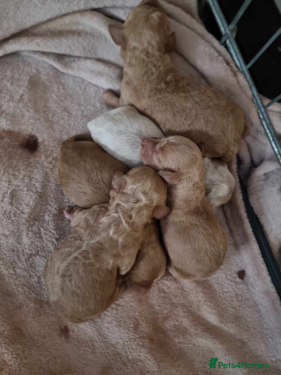 Miniature Poodle dogs for stud: Red Miniature Poodle Stud package Available  in Southampton - Advert 33