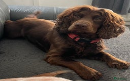 Cocker Spaniel dogs for stud: KC DNA CLEAR PROVEN STUD - Image 4