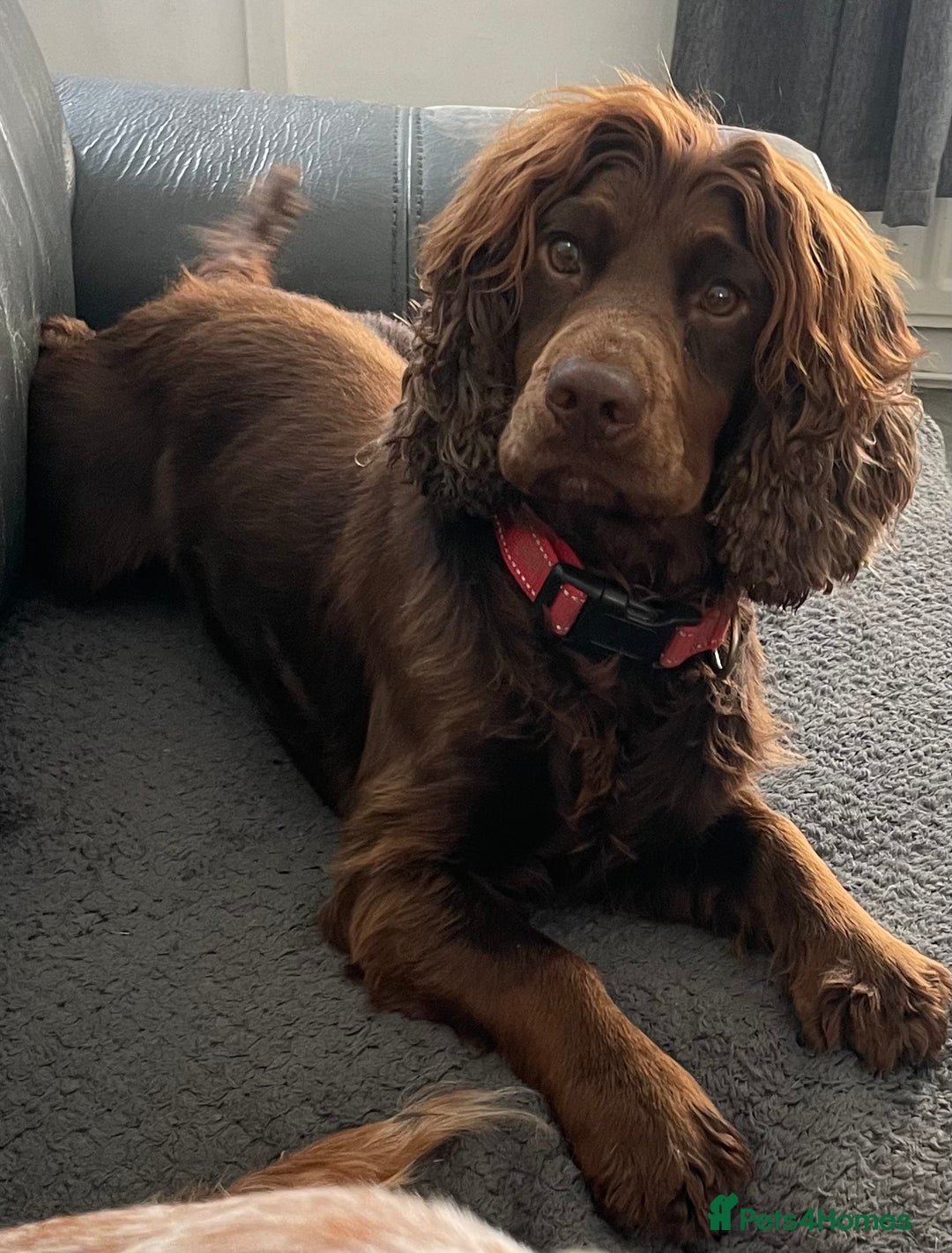 Cocker Spaniel dogs for stud: KC DNA CLEAR PROVEN STUD - Image 4