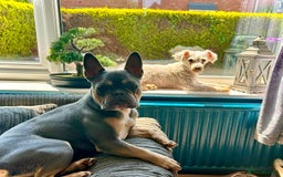 French Bulldog dogs for sale: Bella the Frenchie - for adoption ❤️ - Image 8