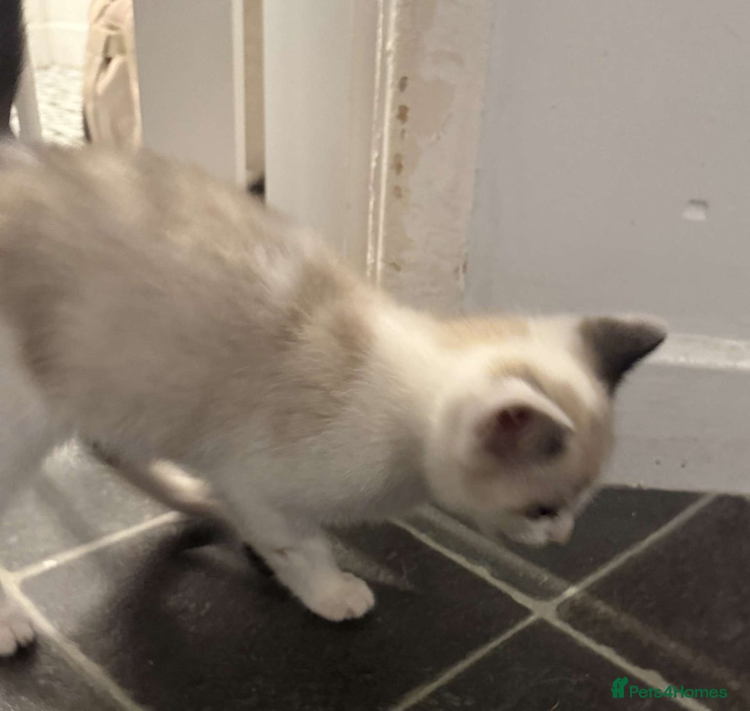 Domestic Shorthair cats for sale: 2 Male 2 female kittens  - Image 19