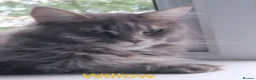 Maine Coon cats for sale: Blue tux gccf Maine Coon for sale  - Advert 5