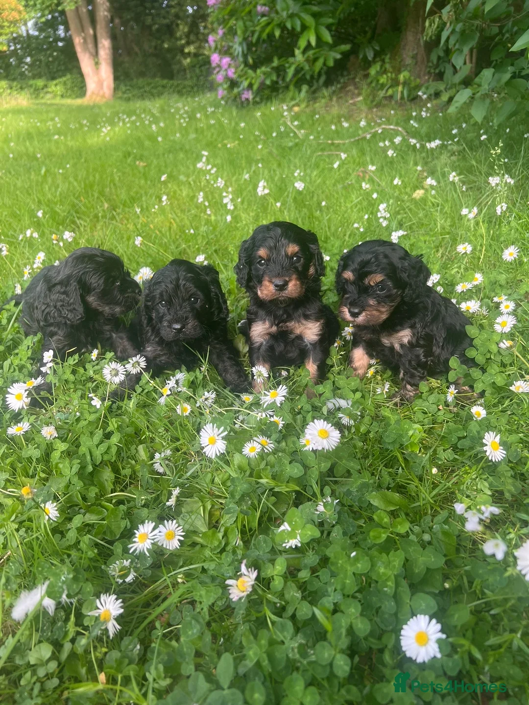 Cavapoo dogs for sale: Adorable Cavapoo puppies - Advert 1