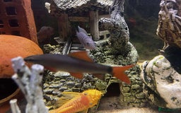 Plecos fish for sale: Red tail shark  - Image 2