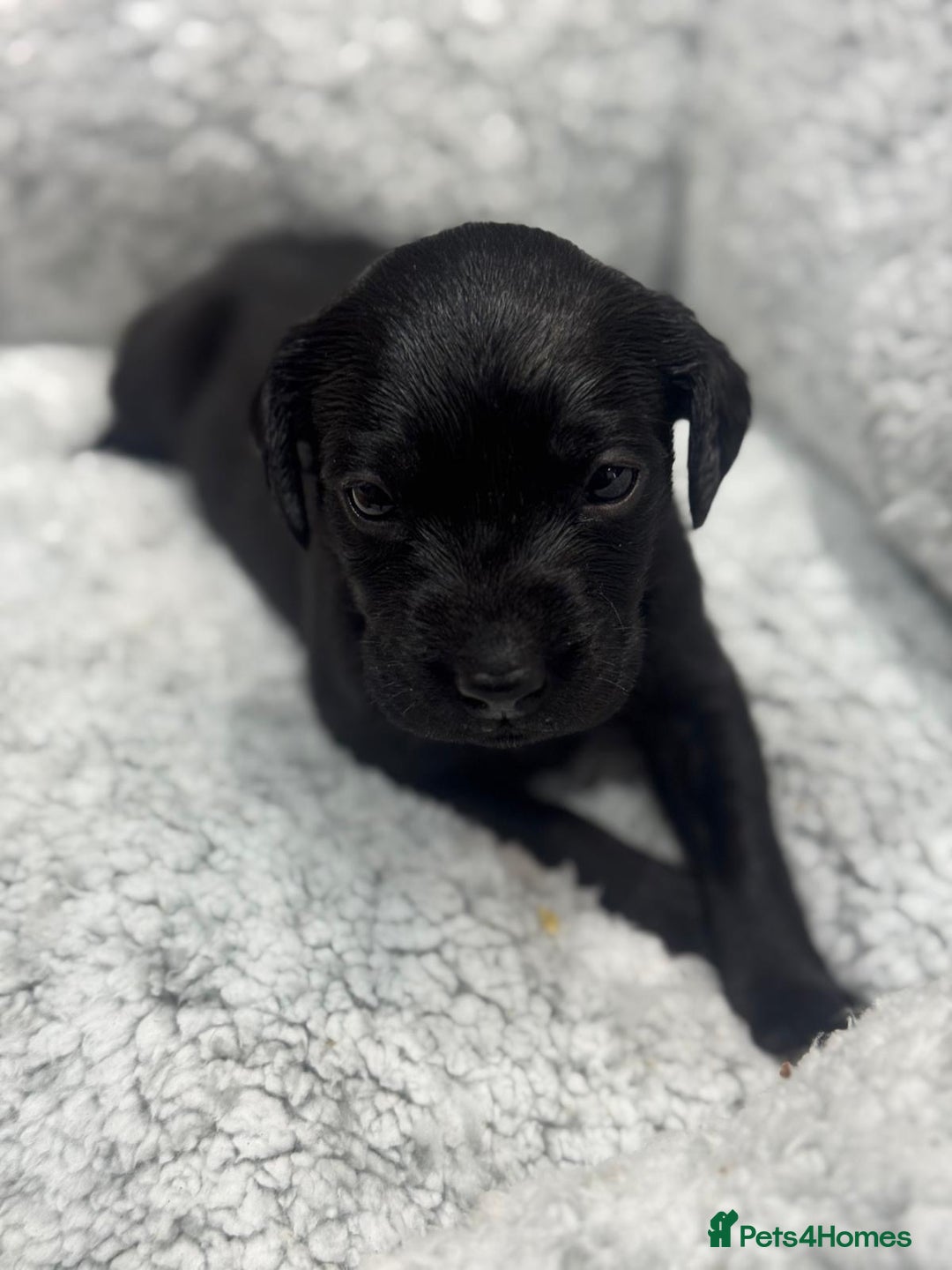 Labrador Retriever dogs for sale: Labrador Puppies  - Advert 17