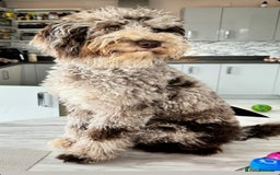 Bernedoodle dogs for sale: Mini Bernedoodle **waiting list** - Image 17