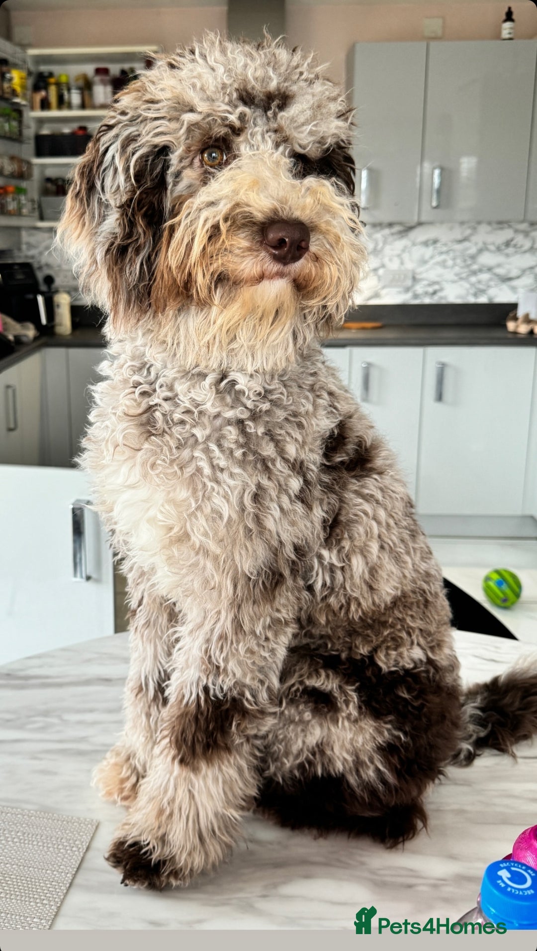 Bernedoodle dogs for sale: Mini Bernedoodle **waiting list** - Image 17