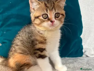 British Shorthair cats 2 beautiful British shorthair girls - Advert 4