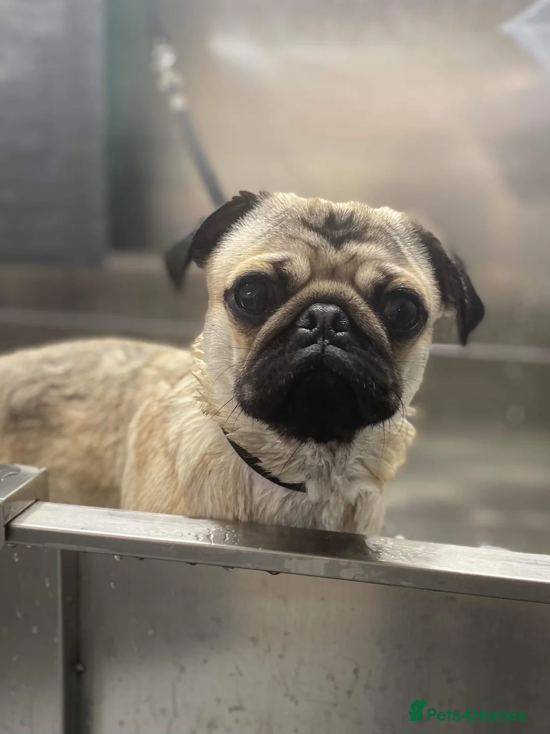 Pug dogs for stud: Pug for stud health tested - Advert 5