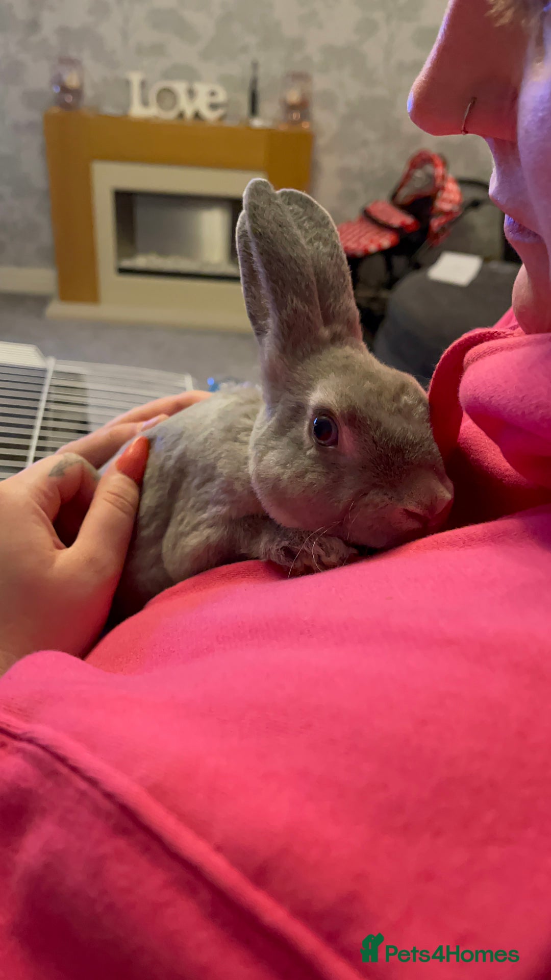 Mixed Breed rabbits for sale: Male and female neutered rabbits - Advert 8