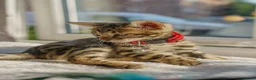 Bengal cats for sale: ONLY 4 LEFT - HEALTH/DNA TESTED BENGALS - Advert 22