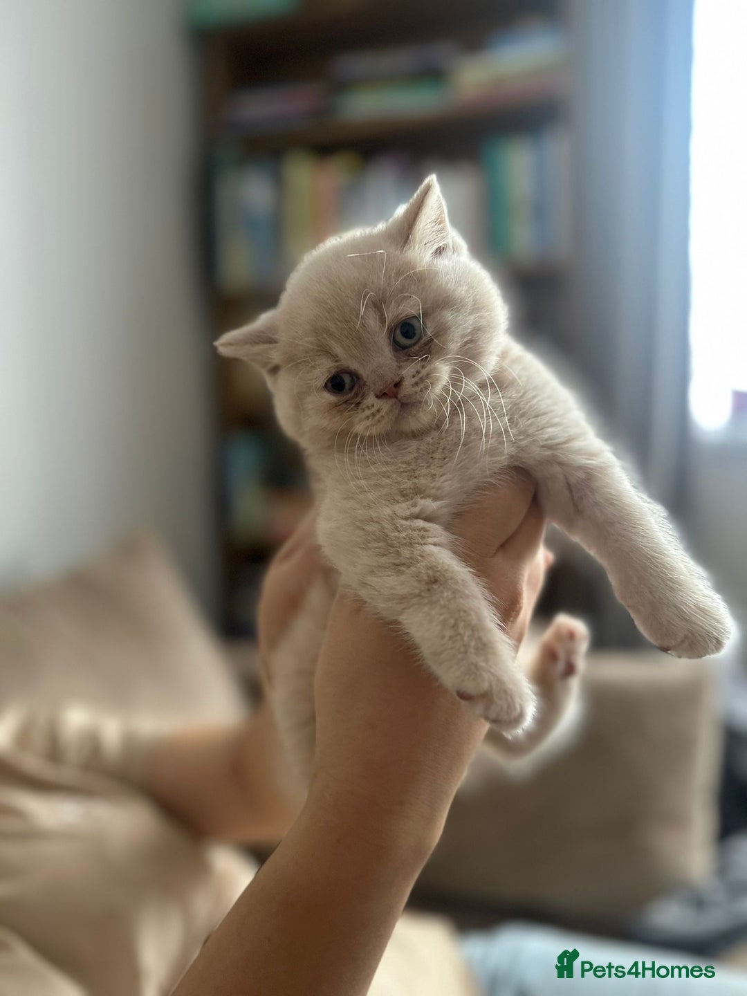 British Shorthair cats for sale: CHUNKY PEDIGREE BSH CHOC/CREAM/FAWN/TORTE KITTENS  in Birmingham - Image 1