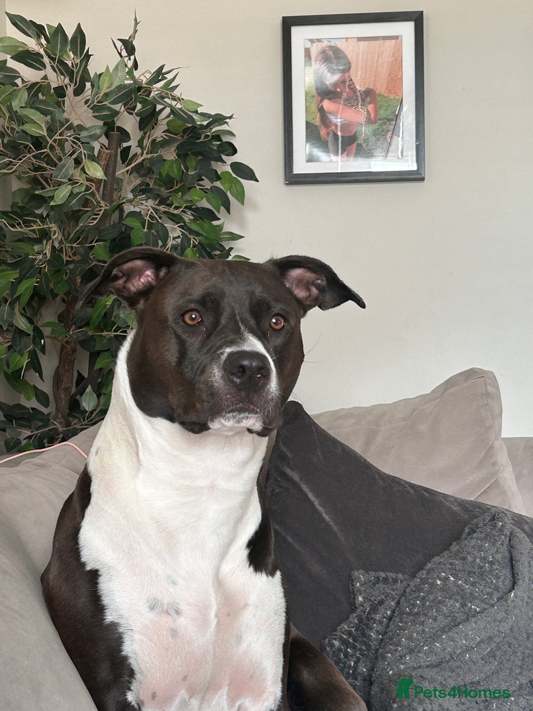 Mixed Breed dogs for sale: Remi  - Image 4