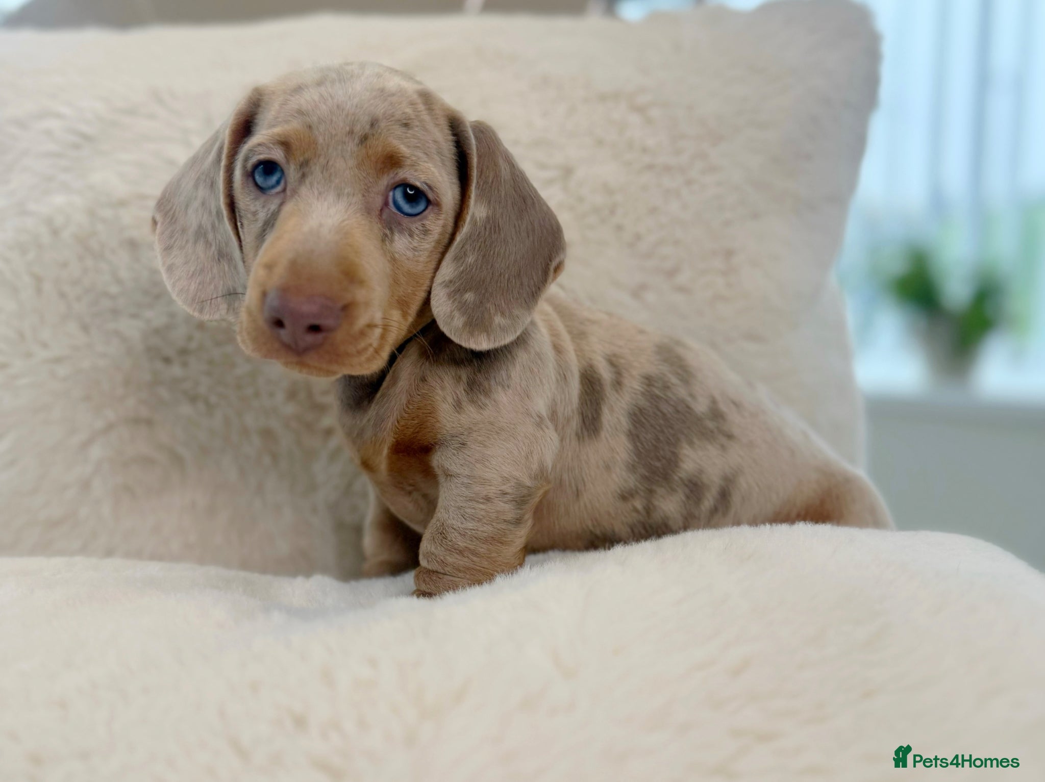 Miniature Dachshund dogs READY NOW KC Miniature Dachshunds 1 BOY LEFT    - Advert 1