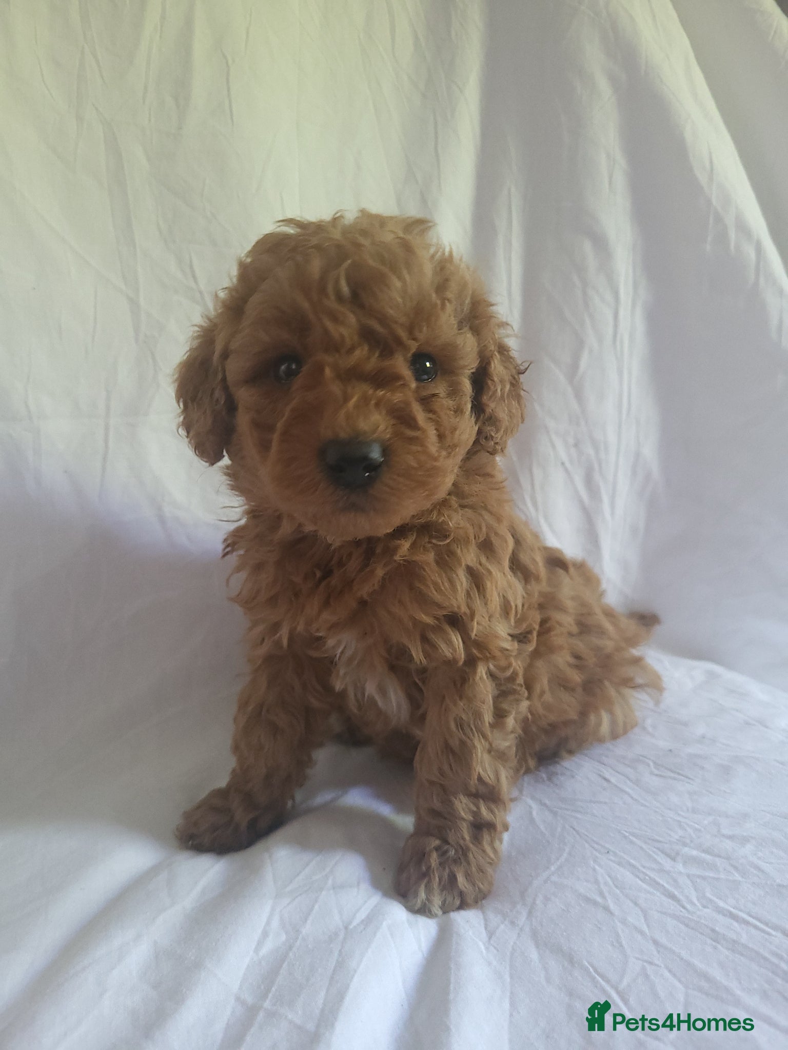 Miniature Poodle dogs Maltpoo puppies 5 🌟 licence breeder  - Advert 1