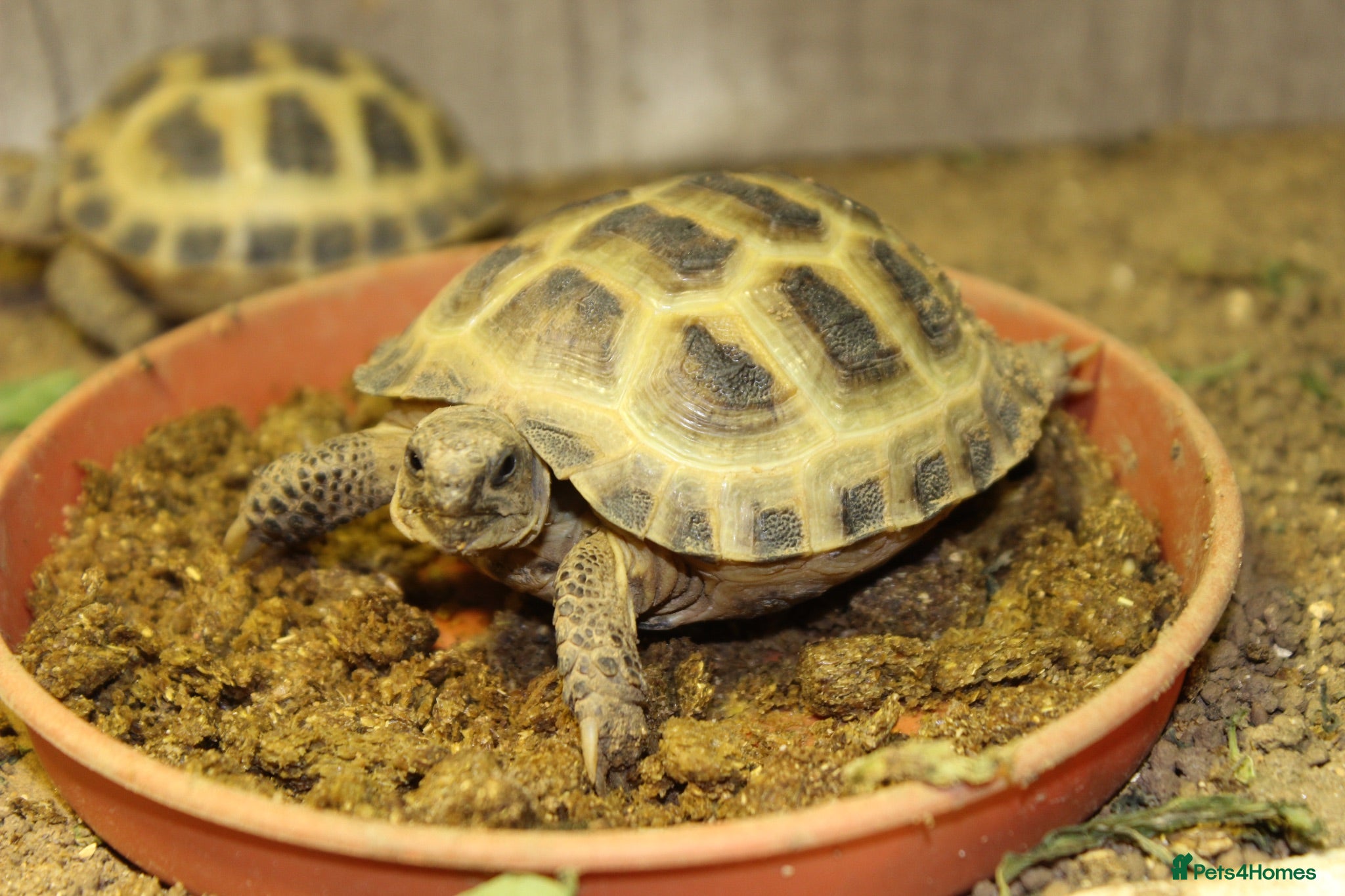 Tortoise reptiles BABY HORSFIELDS & SET UPS - Advert 1
