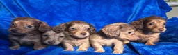 Miniature Dachshund dogs for sale: LONG HAIRED SHADED CREAM MINI KC REG PRA CLR - Advert 3