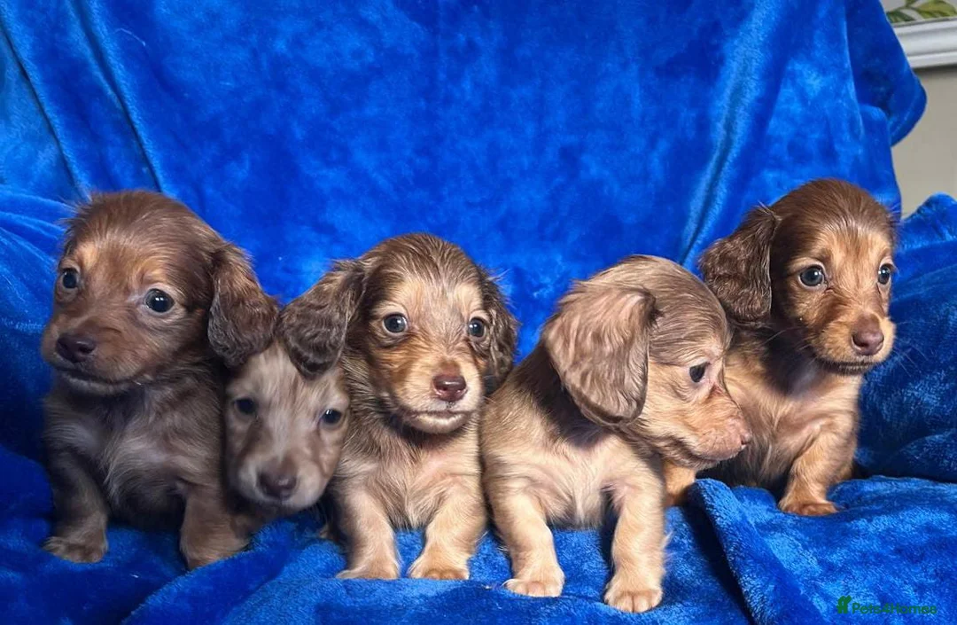 Miniature Dachshund dogs for sale: LONG HAIRED SHADED CREAM MINI KC REG PRA CLR - Advert 3